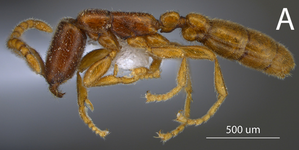 Nueva especie de hormiga encontrada en la Reserva de Copalinga
